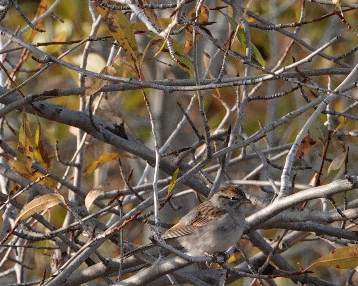 Chipping Sparrow - ML267382951