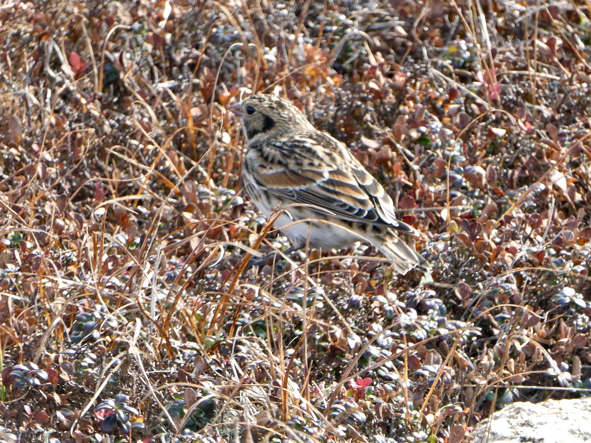 Lapland Longspur - ML267385531