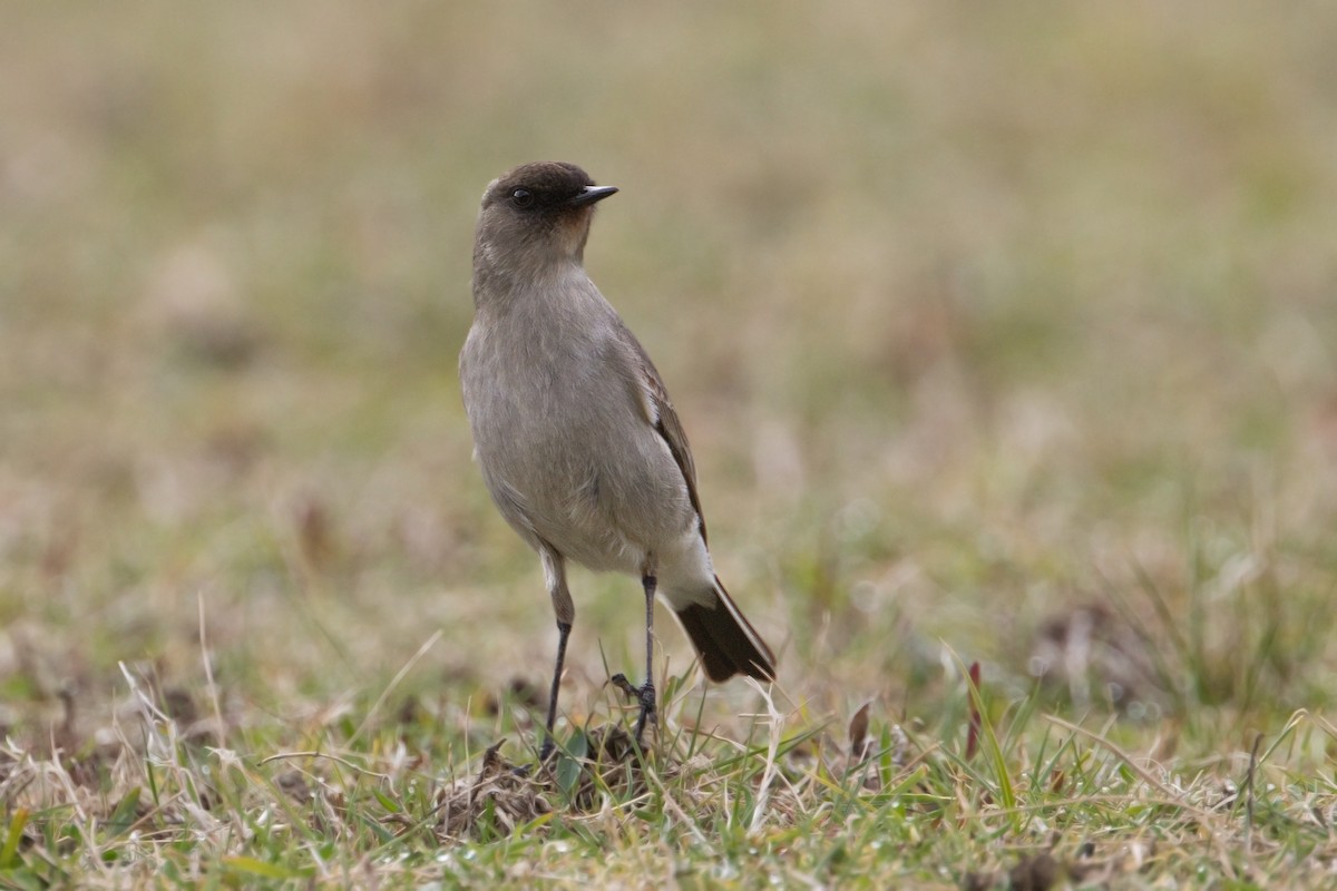 Dormilona Carinegra - ML267387081