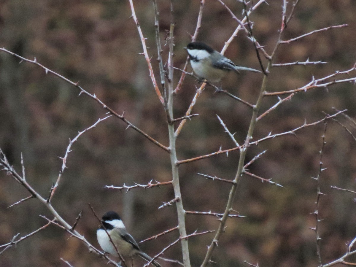 Black-capped Chickadee - ML26738791