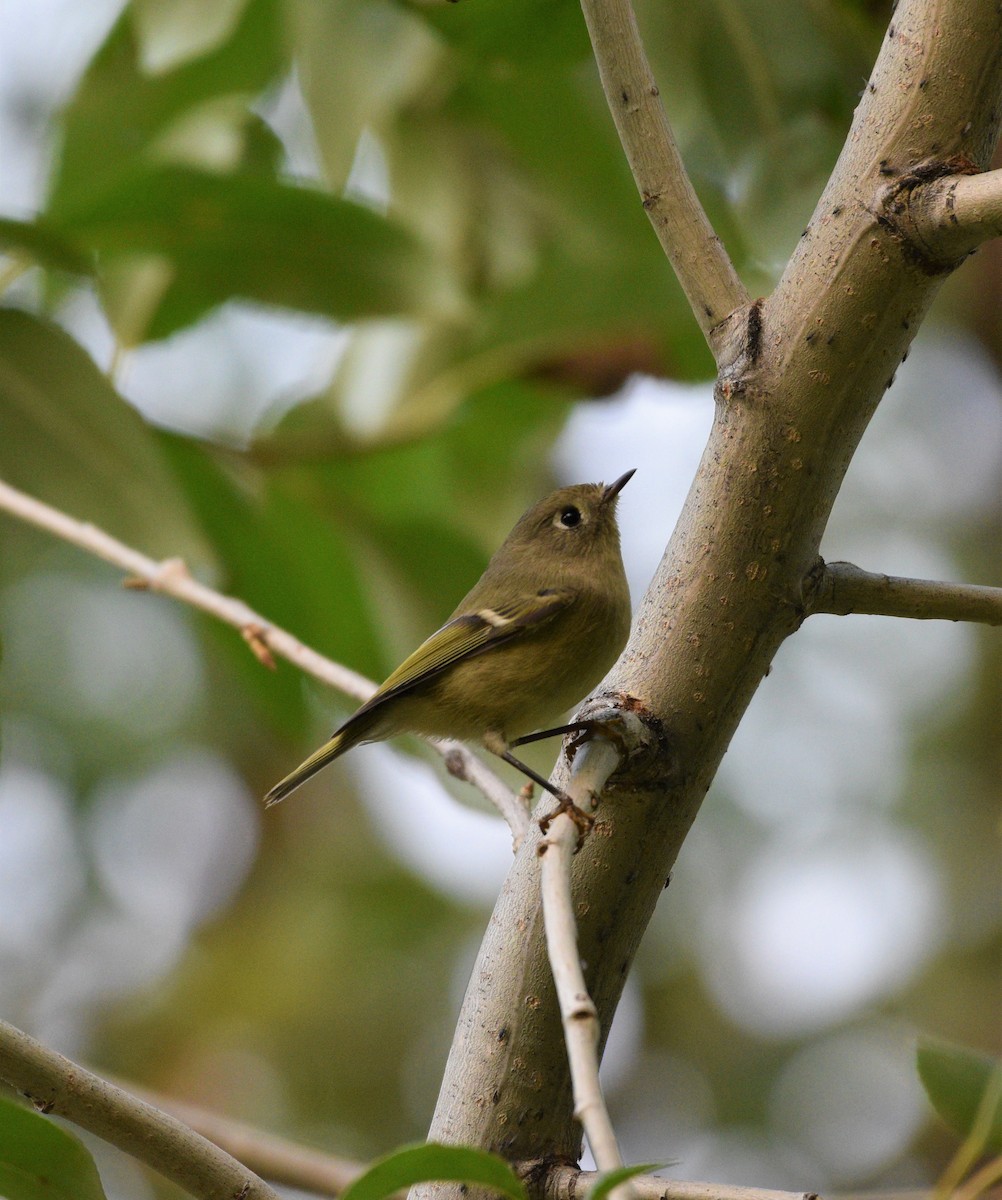 Ruby-crowned Kinglet - ML267390311