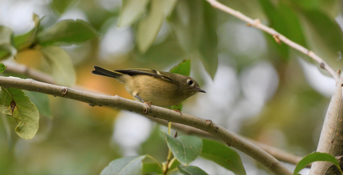 Ruby-crowned Kinglet - ML267390591