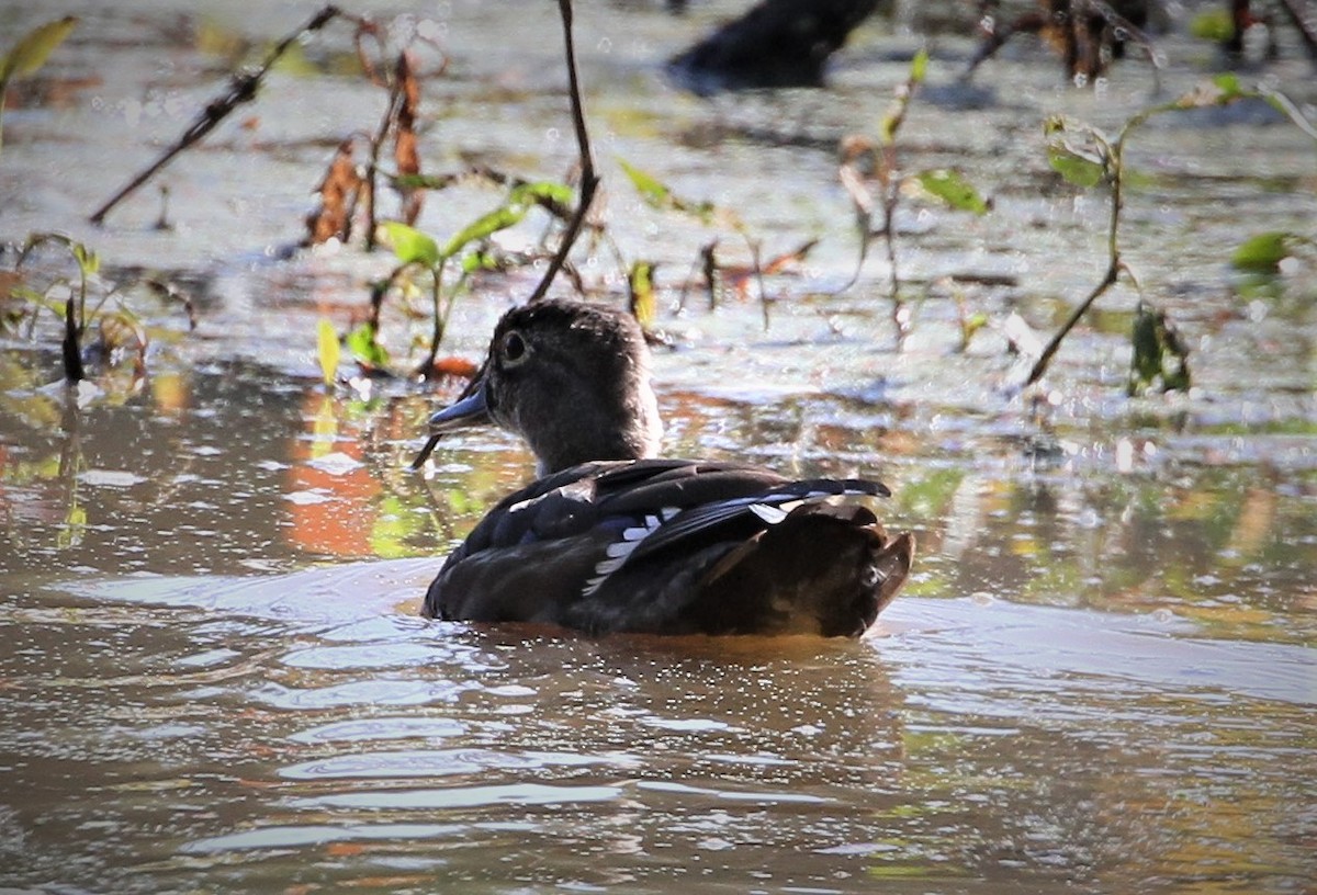 Canard branchu - ML267392891
