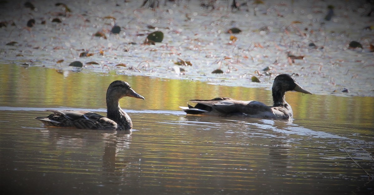 Canard colvert - ML267392981