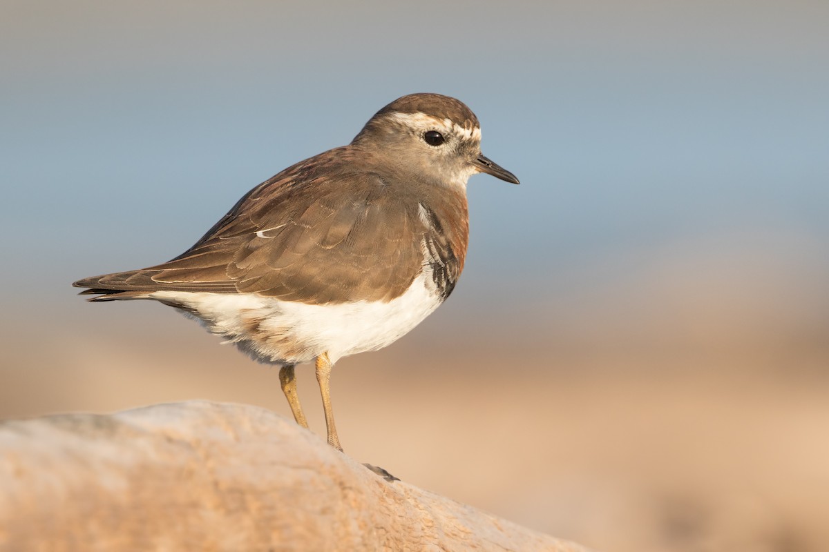 Rufous-chested Dotterel - ML267394511