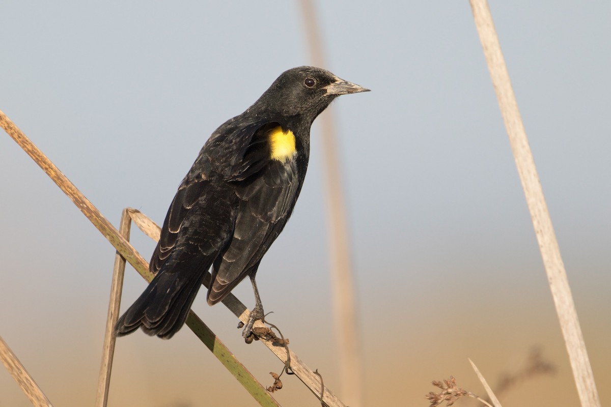 Yellow-winged Blackbird - ML267395031