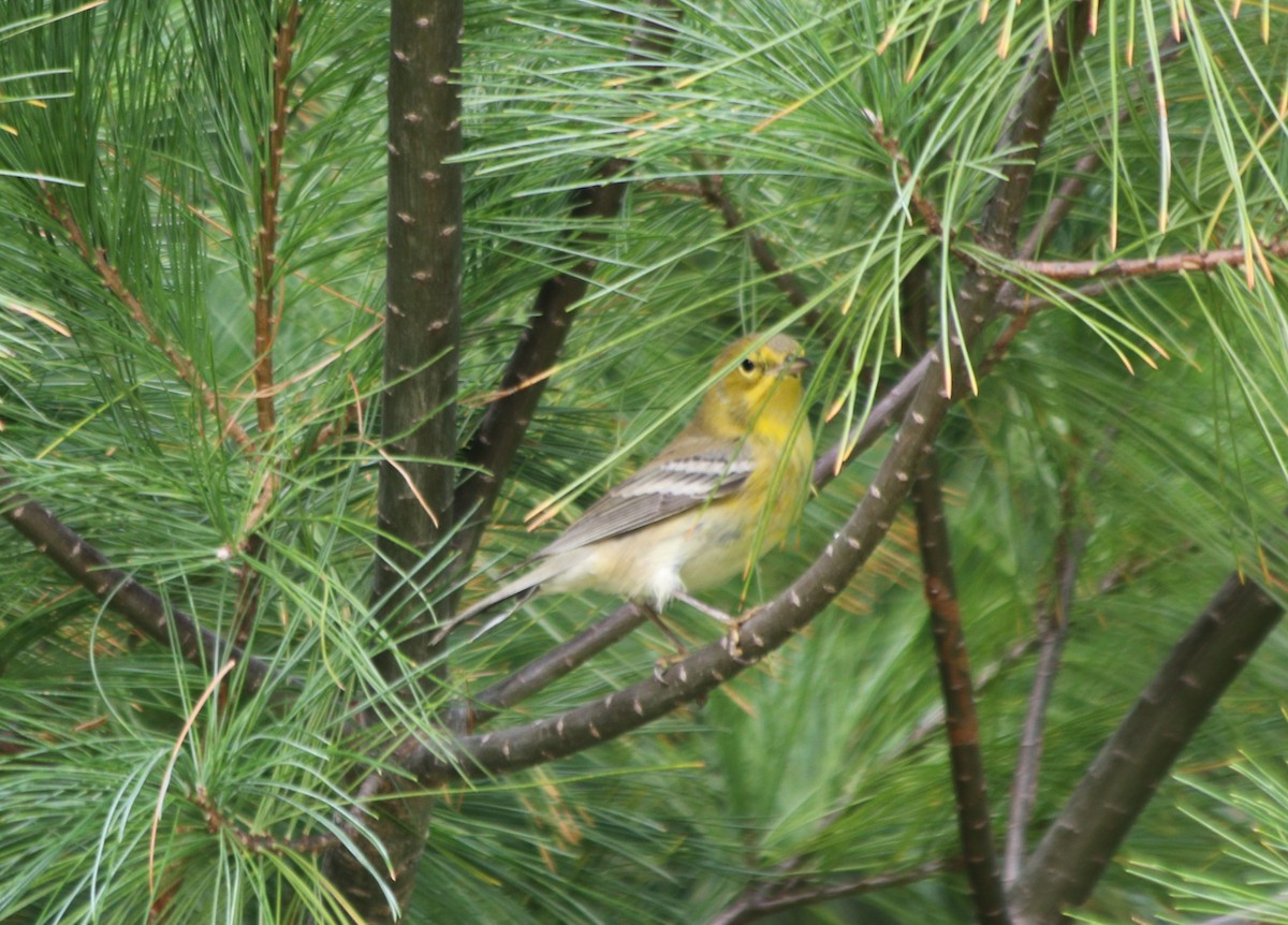 Pine Warbler - ML267395071
