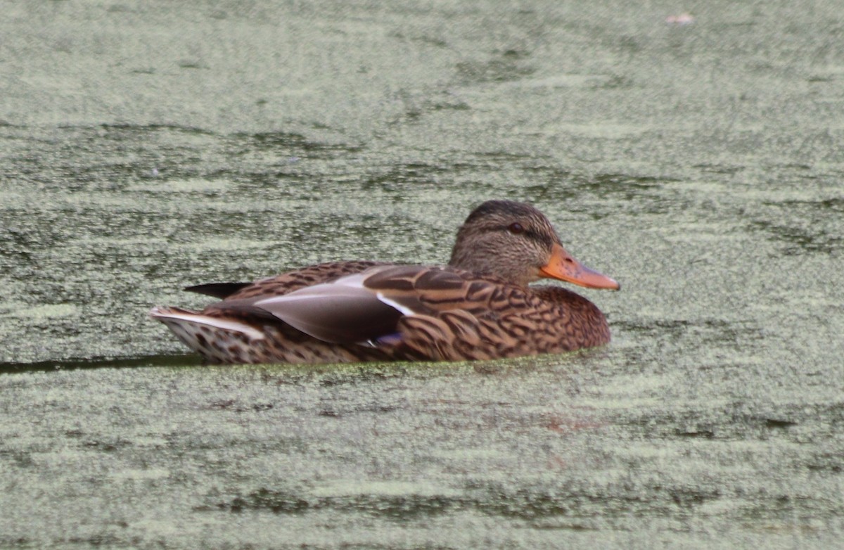 Canard colvert - ML267395311