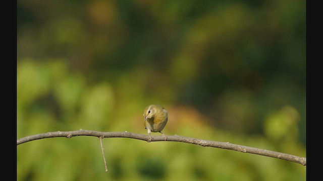 Tennessee Warbler - ML267395541