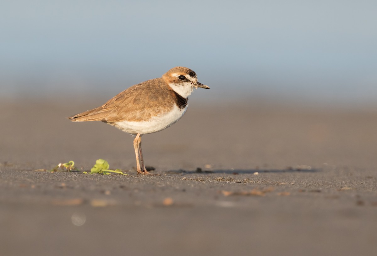Collared Plover - ML267396401