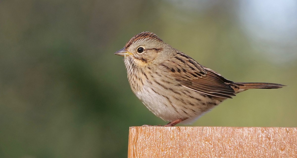 Lincoln's Sparrow - ML267397231