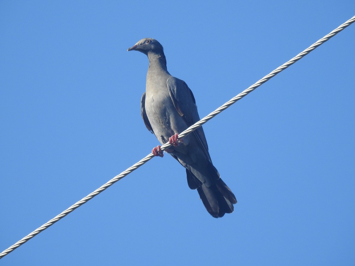 White-crowned Pigeon - ML267399151