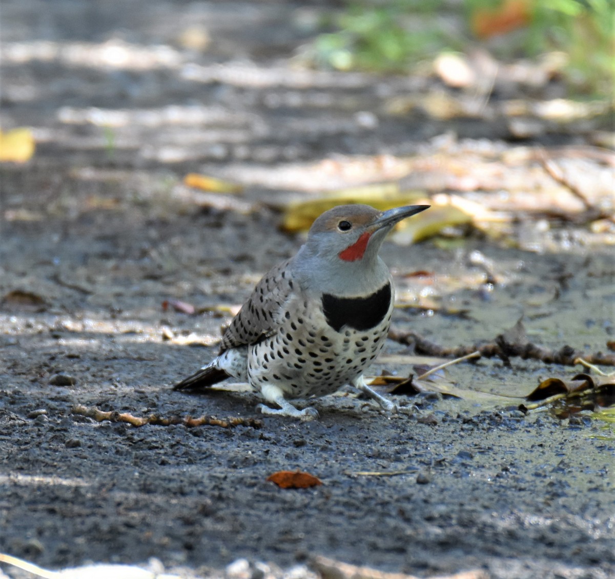 Northern Flicker - ML267399281