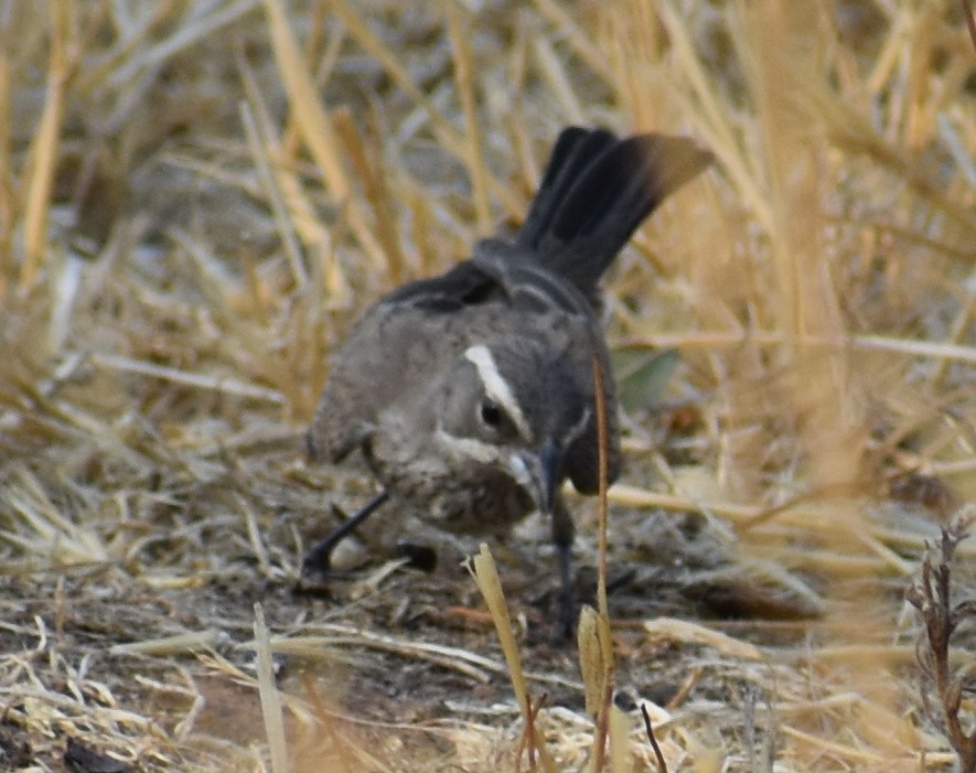Black-throated Sparrow - ML267399501