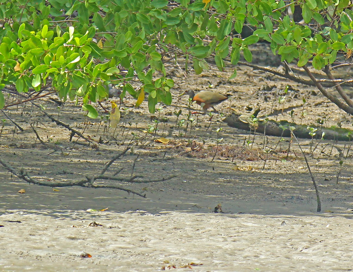 Little Wood-Rail - Almir Tavora