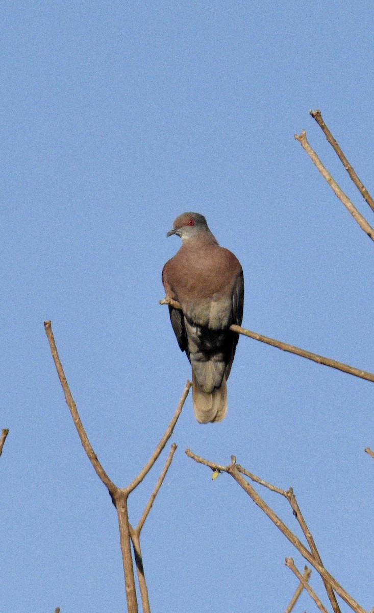 Pale-vented Pigeon - ML267399591