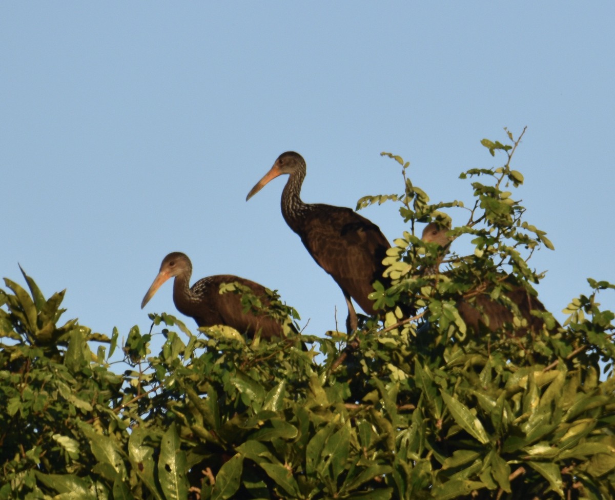 Limpkin - Jon Wolfson