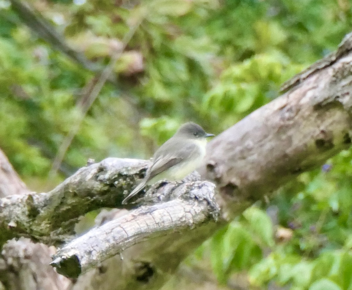 Eastern Phoebe - ML267401511