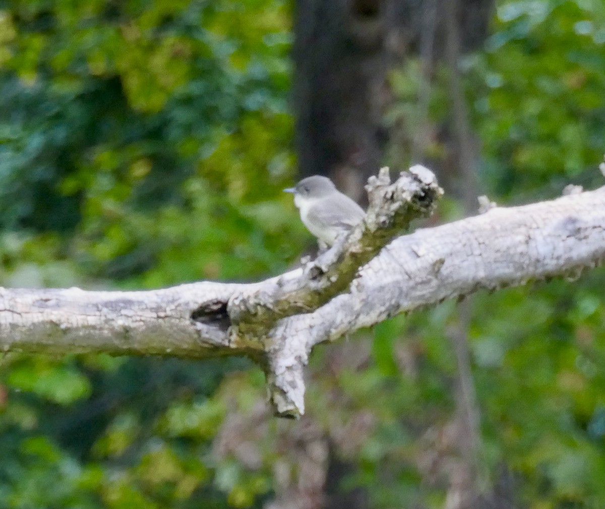 Eastern Phoebe - ML267401521