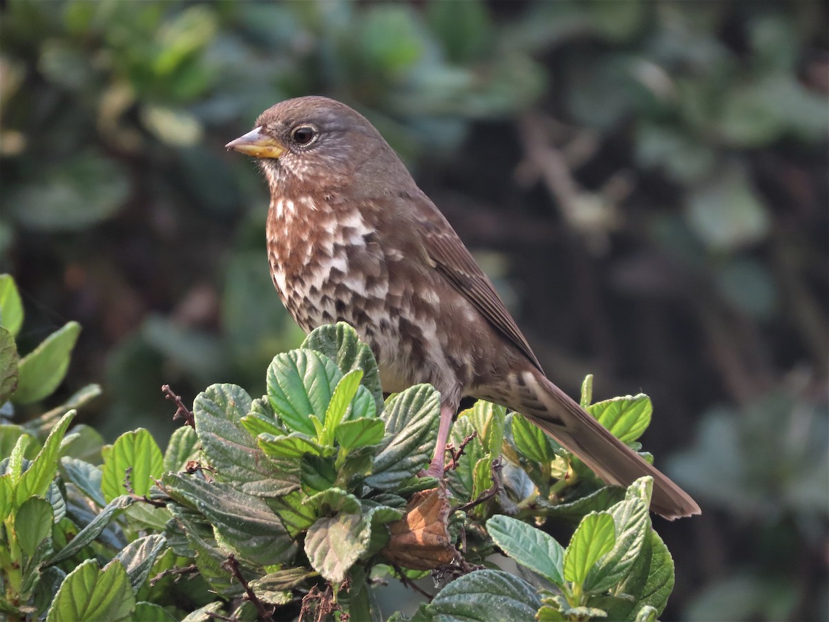 Fox Sparrow - Chris Hayward