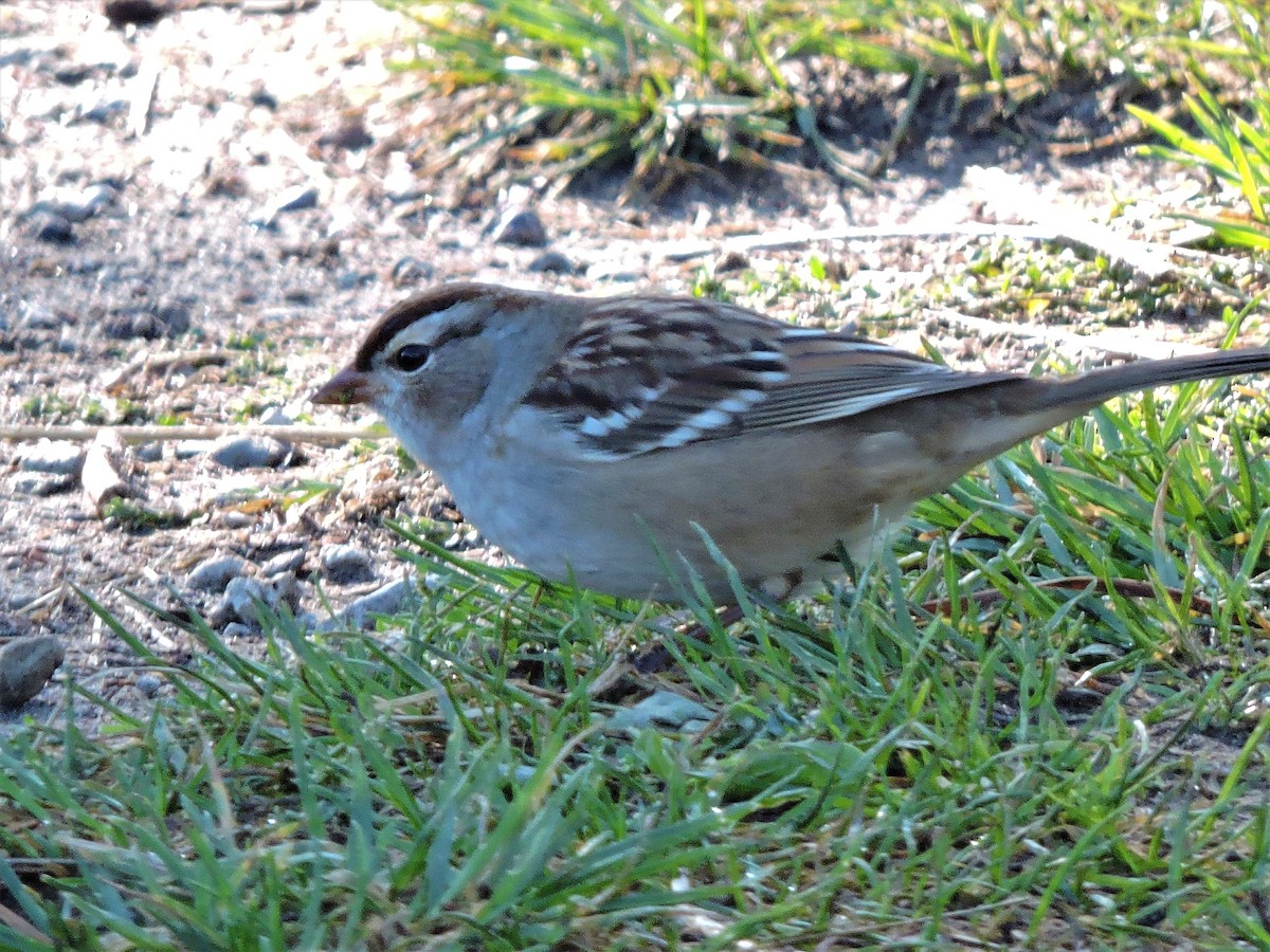White-crowned Sparrow - ML267412531