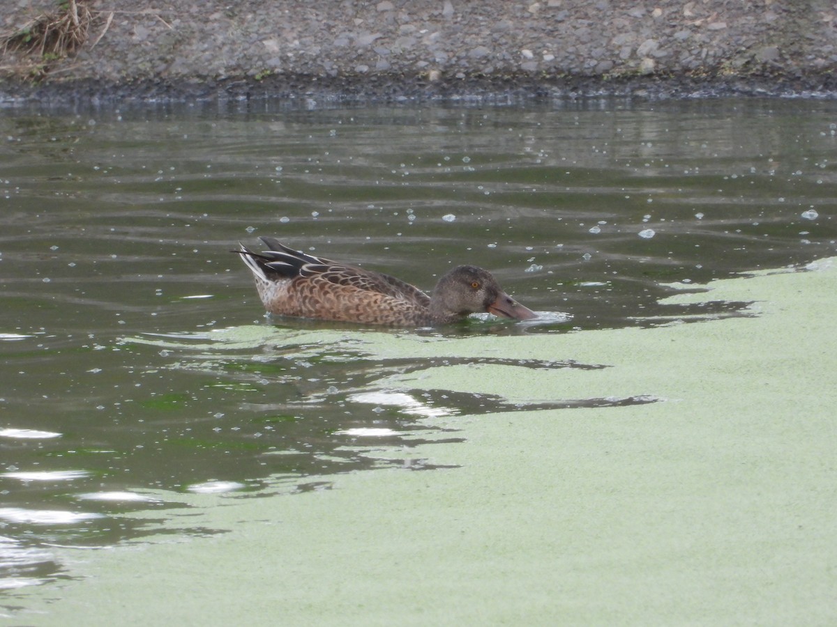 Canard souchet - ML267413221