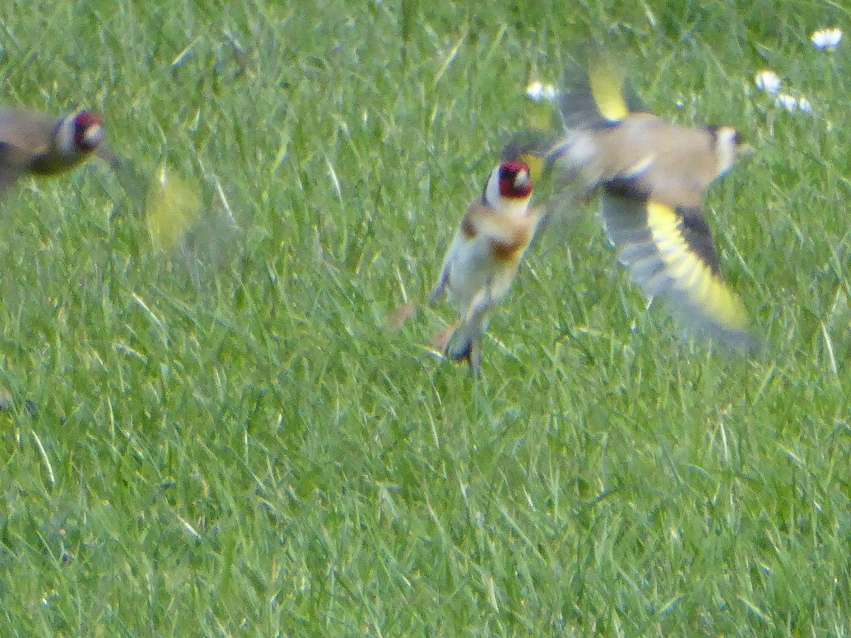 stillits - ML267413251