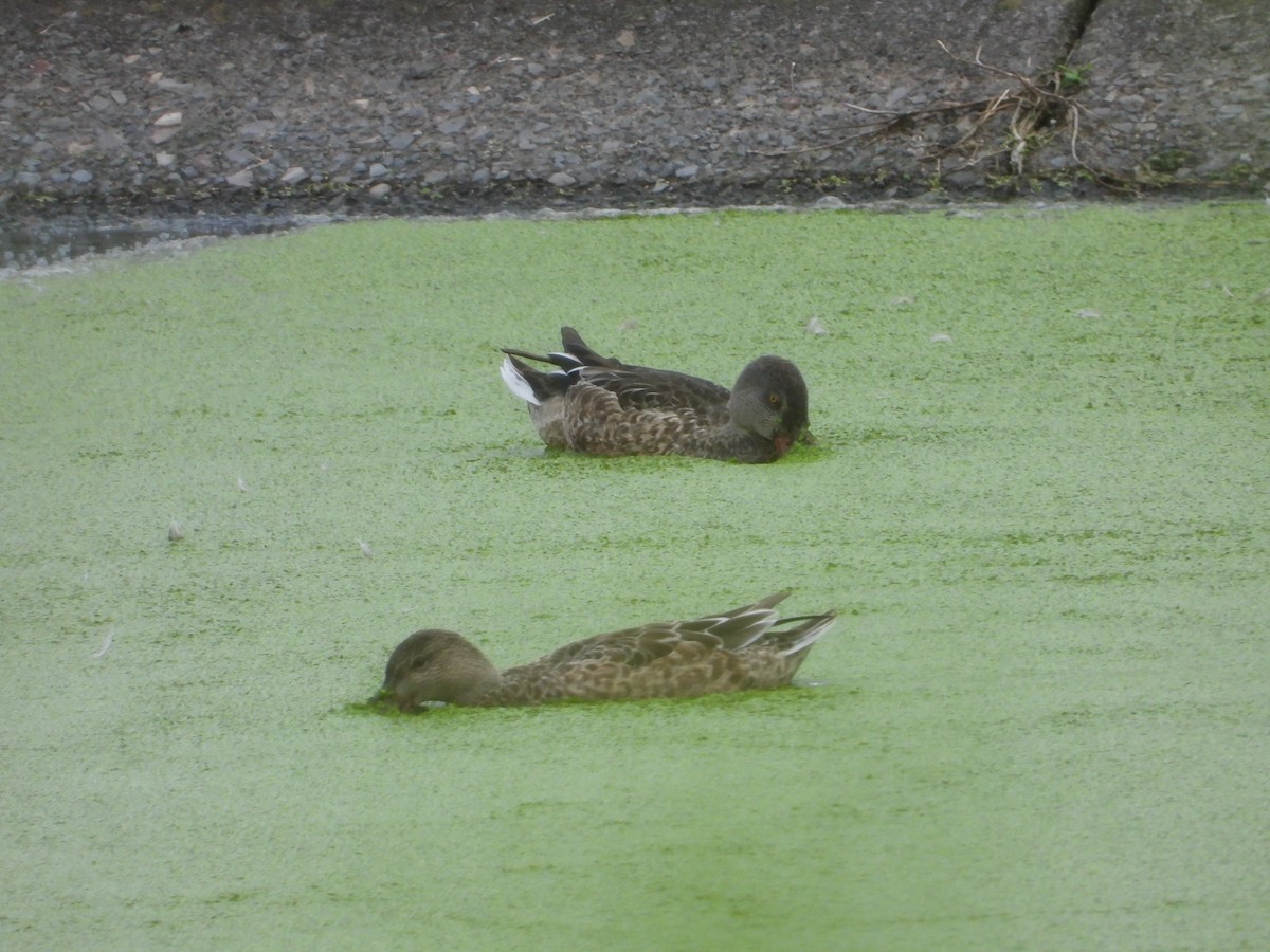 Canard souchet - ML267413551