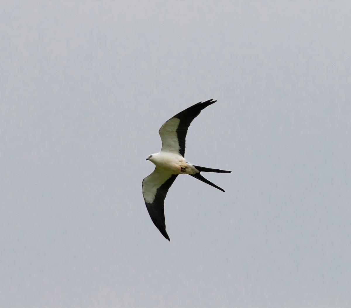 Swallow-tailed Kite - Thibaud Aronson