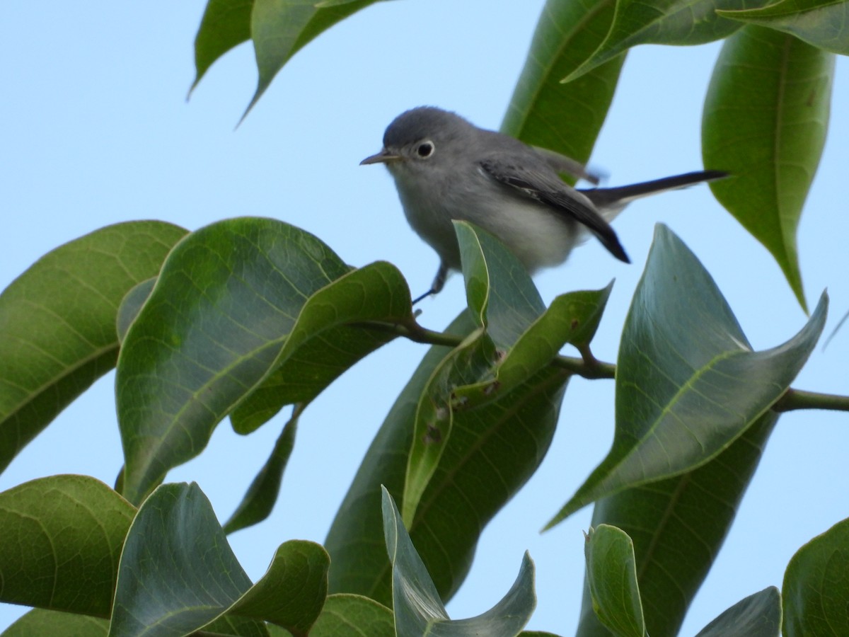 Blue-gray Gnatcatcher - ML267414311