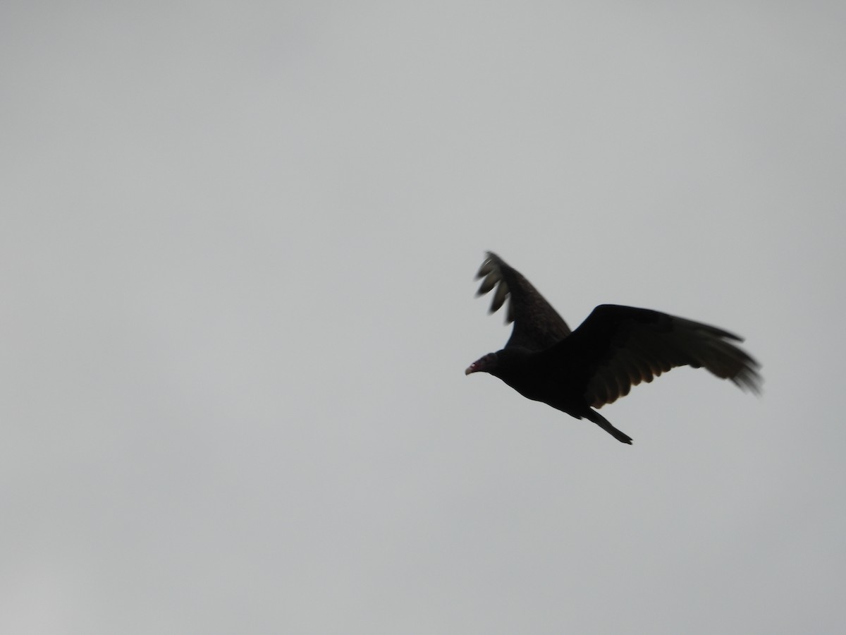 Turkey Vulture - ML267414601