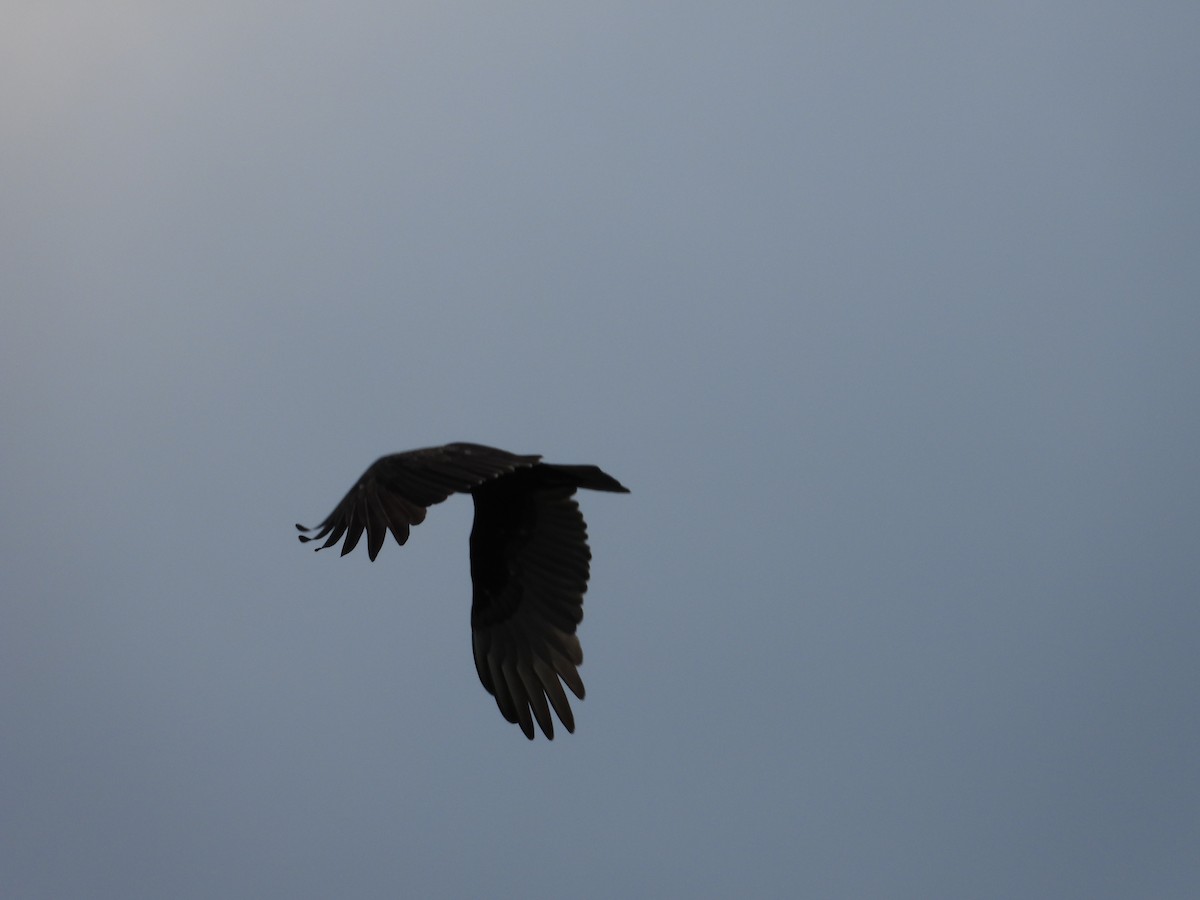 Turkey Vulture - ML267414611