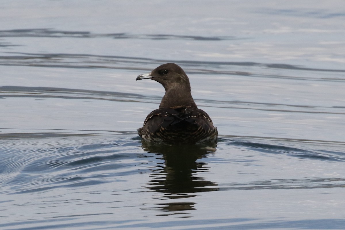 Parasitic Jaeger - ML267416361