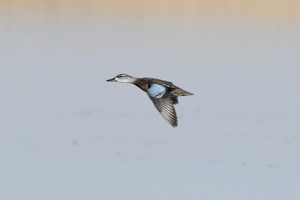 Blue-winged Teal - ML267416461