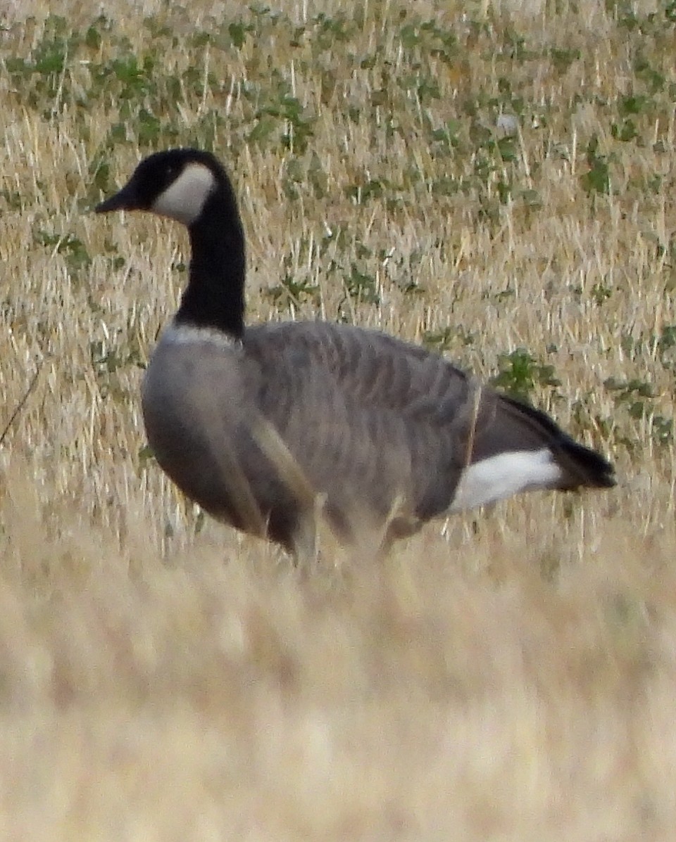 Cackling Goose (Aleutian) - ML267417571
