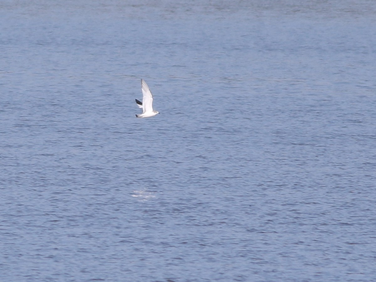 Sabine's Gull - ML267418381