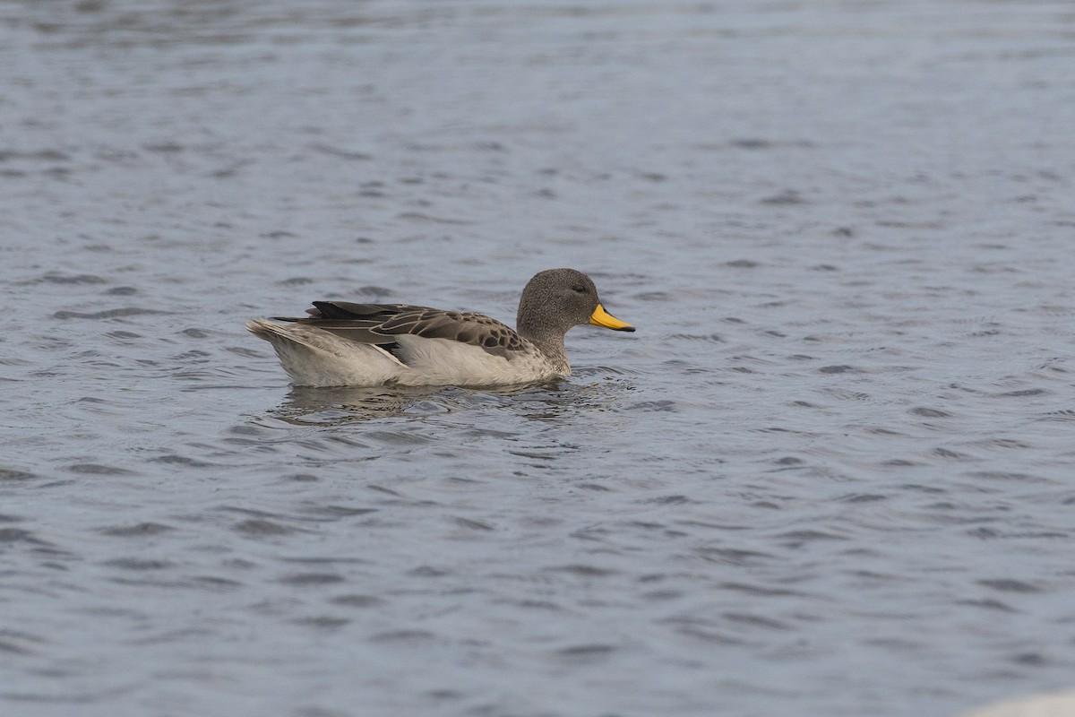 Yellow-billed Teal - ML267419561