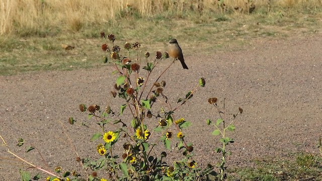 Say's Phoebe - ML267420921