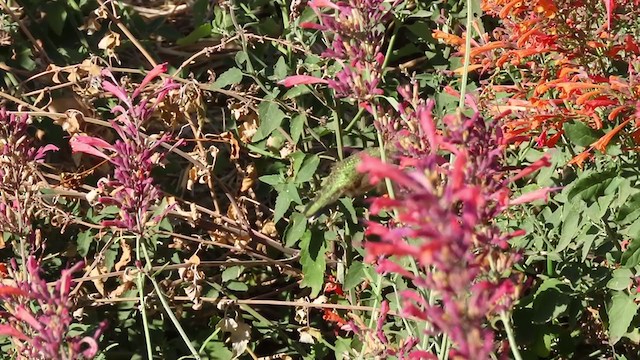 Black-chinned Hummingbird - ML267420961