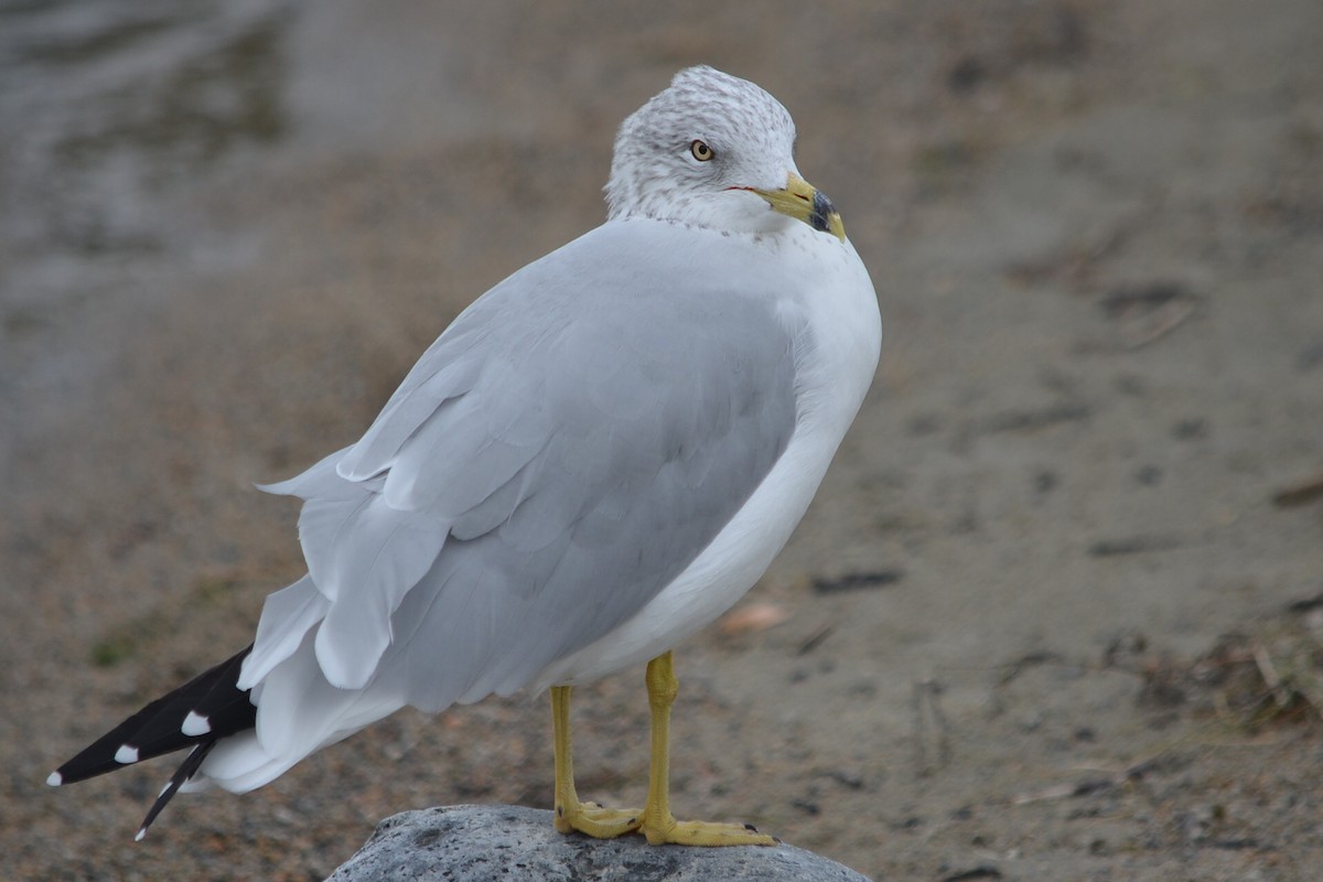 Ring-billed Gull - ML267422601