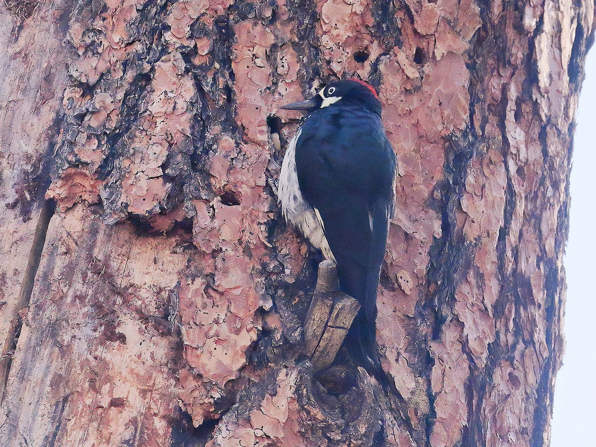 Acorn Woodpecker - ML267423151