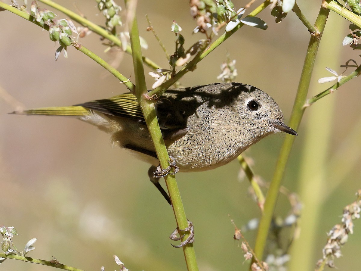 Ruby-crowned Kinglet - ML267423281