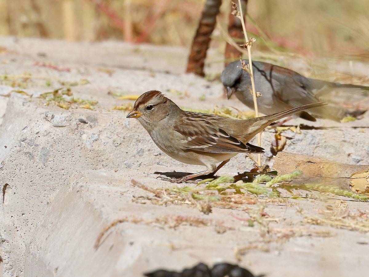 White-crowned Sparrow - ML267423321