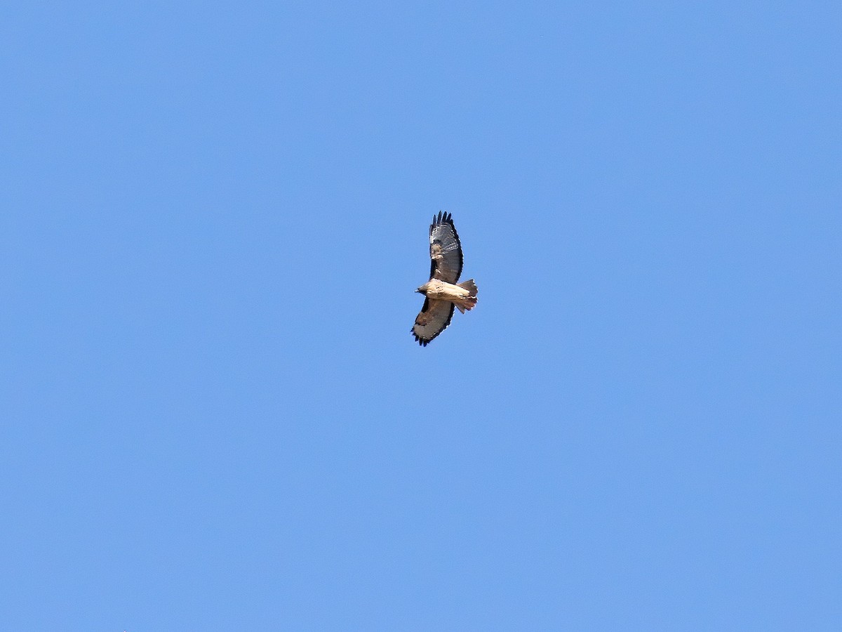 Red-tailed Hawk - Bob Walker