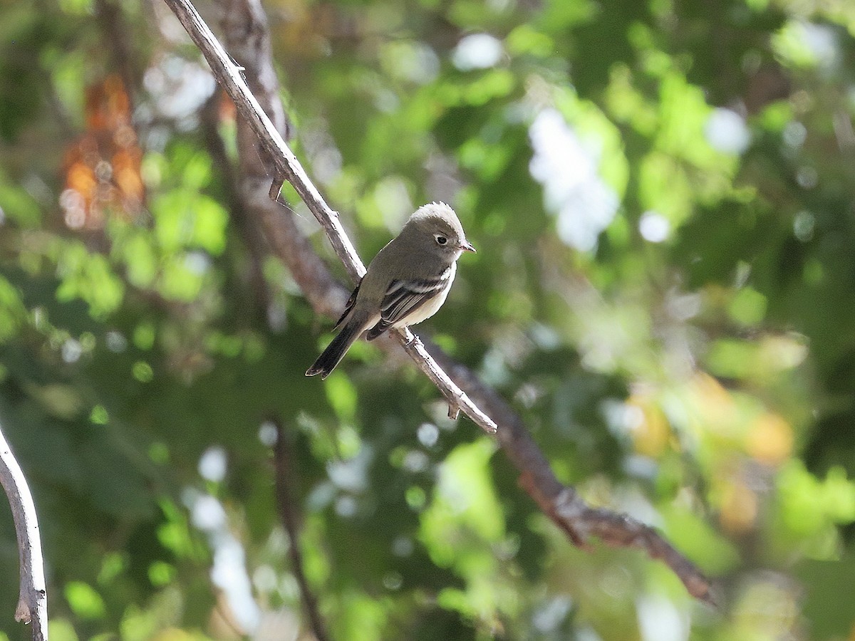 Hammond's Flycatcher - ML267423381