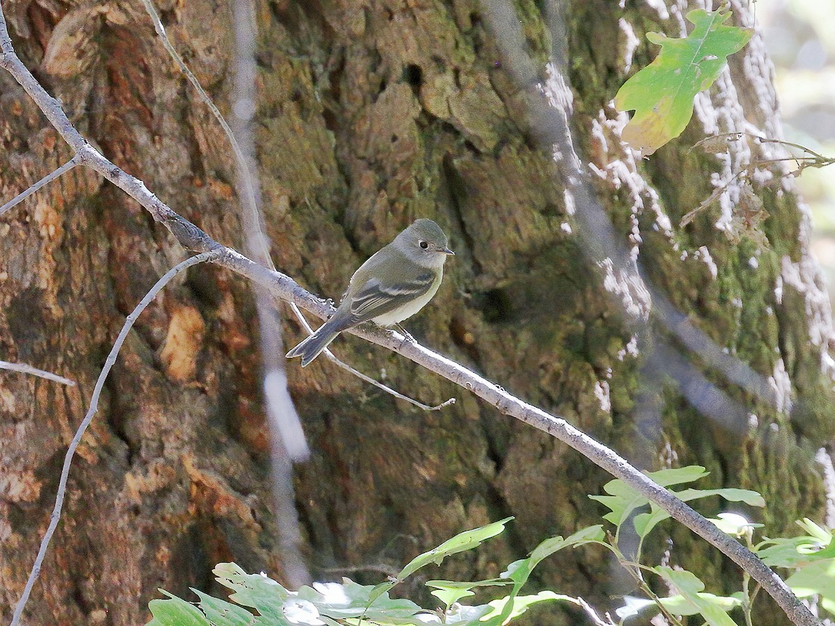 Hammond's Flycatcher - ML267423411