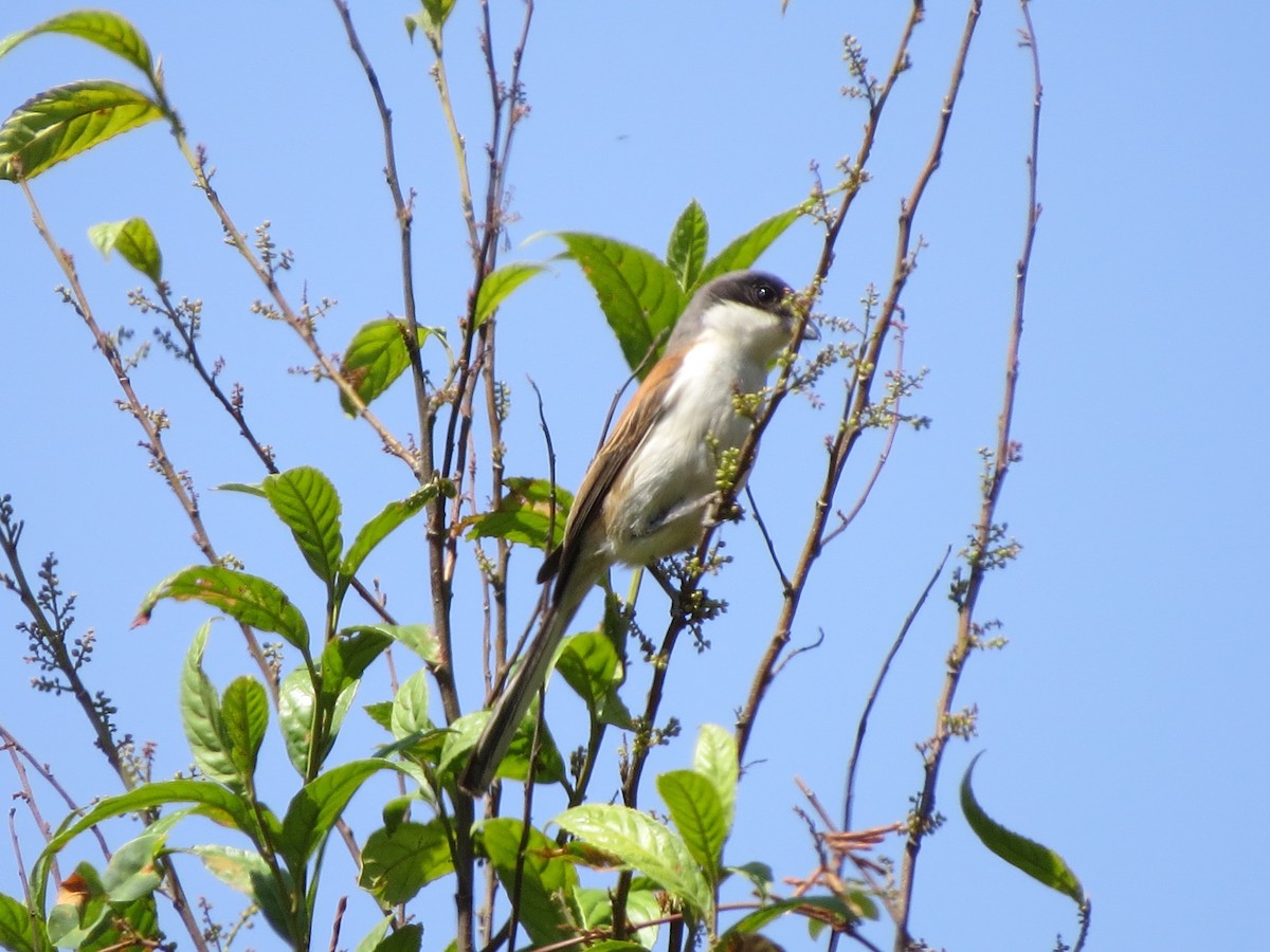 Long-tailed Shrike - ML26743021