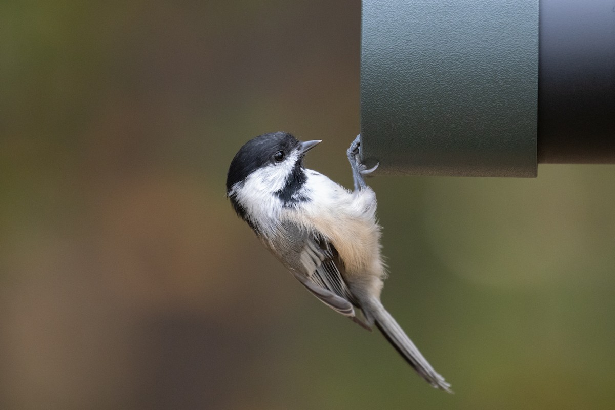 Black-capped Chickadee - ML267430441