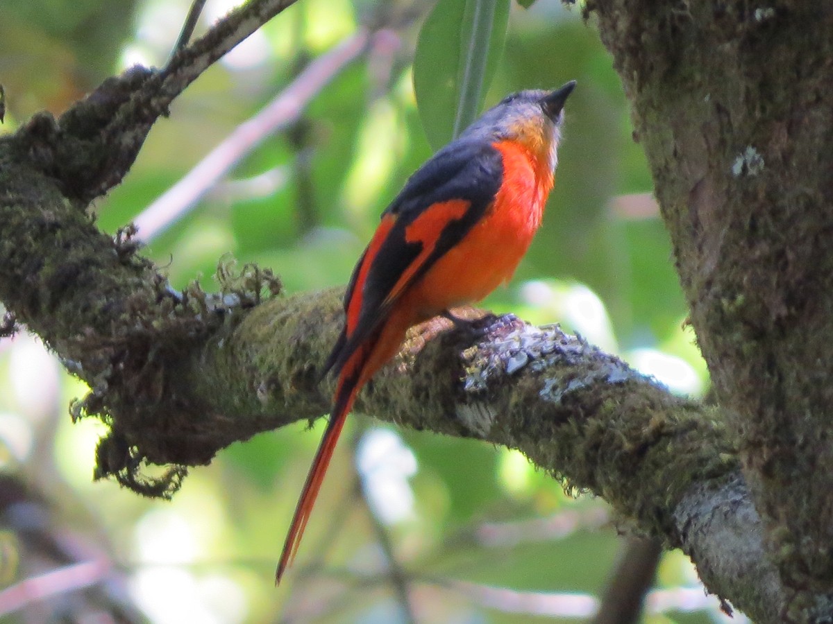 Gray-chinned Minivet - Tom Wheatley