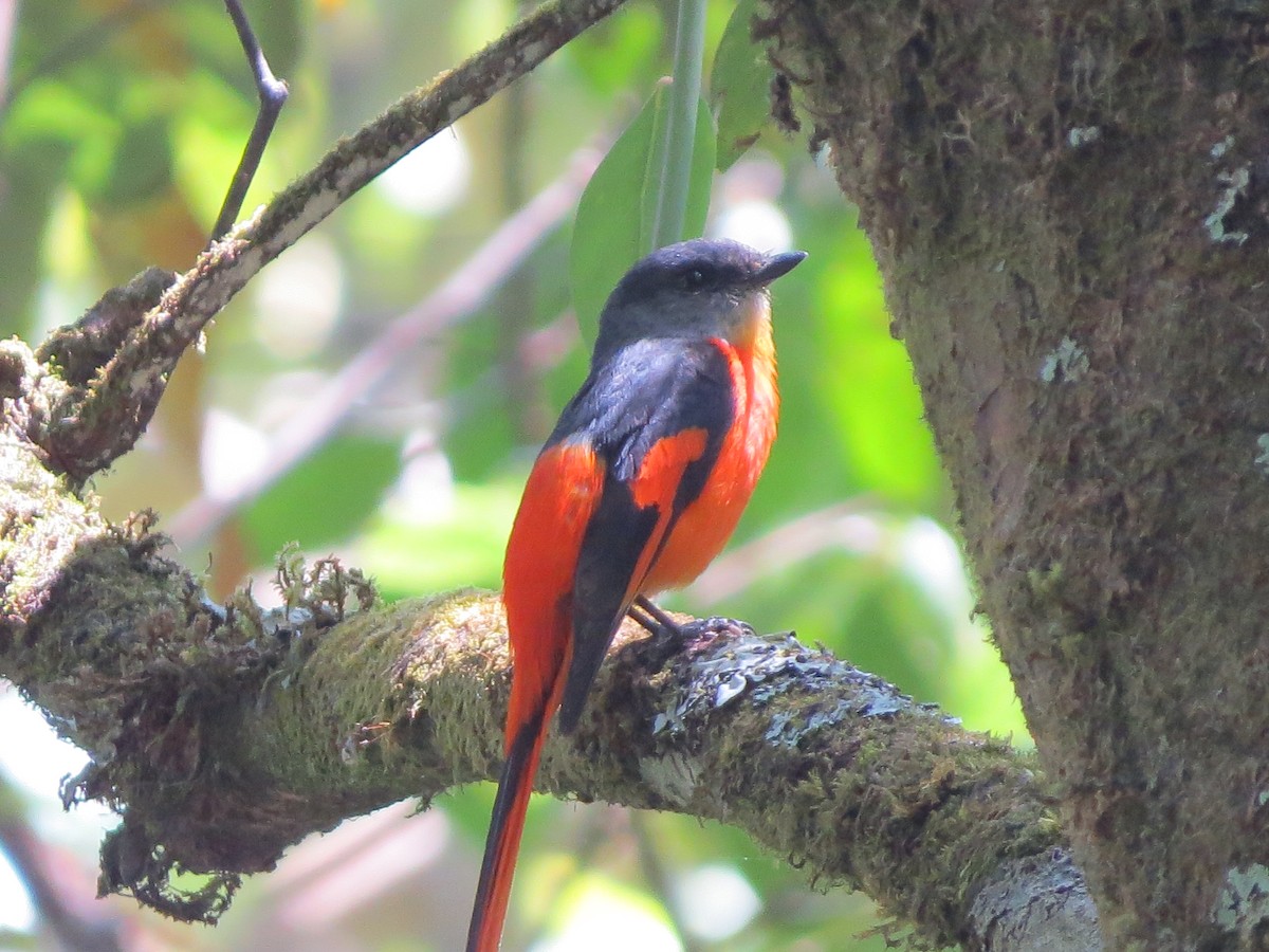 Gray-chinned Minivet - Tom Wheatley